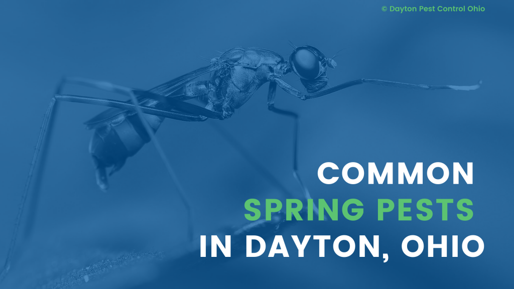 Pest Control Dayton Ohio What are the Most Common Spring Pests?